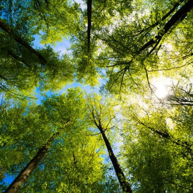 Sejura™ Orman Aromalı Geri Akış Tütsü (10 Adet)