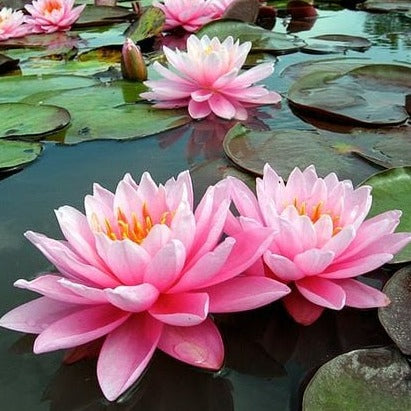 Sejura™ Lotus Aromalı Geri Akış Tütsü (10 Adet)